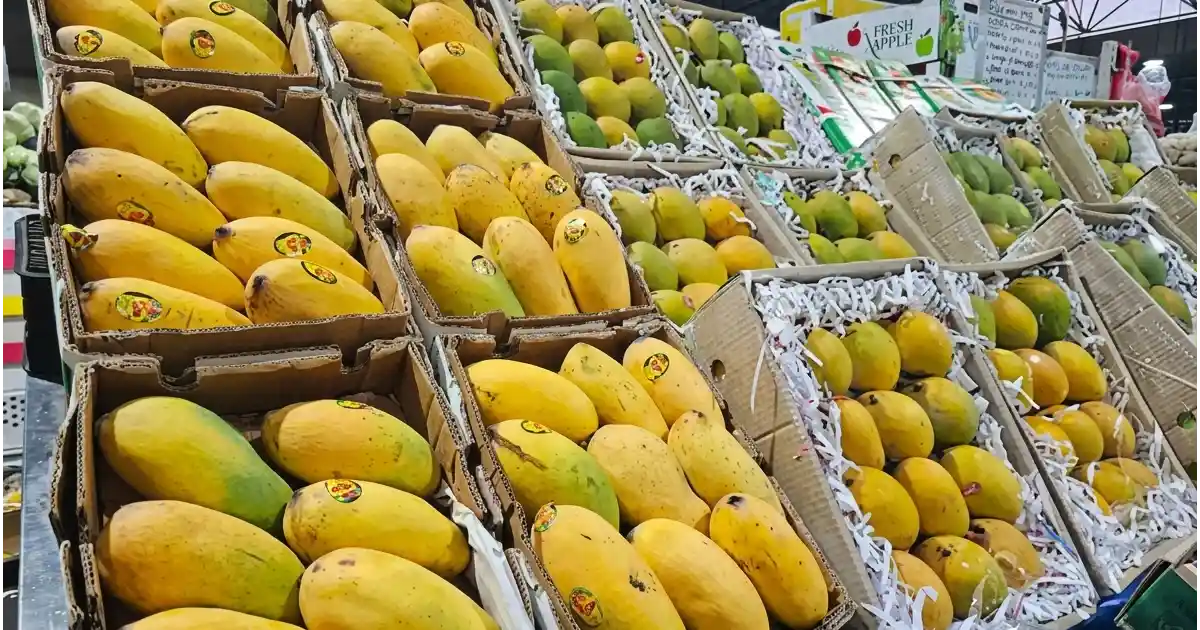 Chaunsa, Alphonso, Sindhri Are Back in UAE Markets