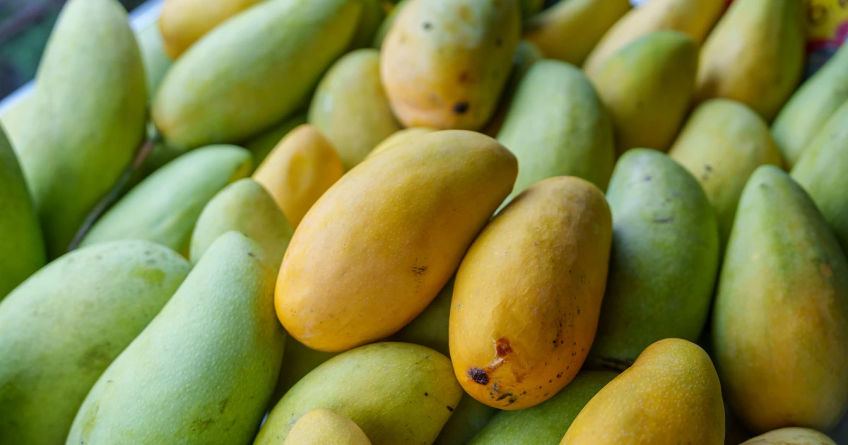 Chaunsa, Alphonso, Sindhri Are Back in UAE Markets — Which Mango Is the Most Expensive? Which Varieties Are Available and What Do They Cost